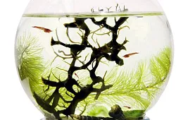 Где купить замкнутую экосистему?