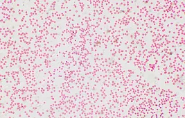 Кровь человека под микроскопом