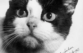 Кошка Фелисетт