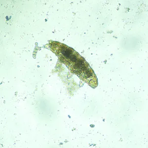 Микроскоп биологический инвертированный цифровой MAGUS Bio VD300 LCD, изображение 20