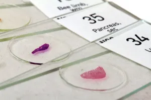 Набор микропрепаратов Levenhuk N80 NG «Увидеть все!», изображение 9