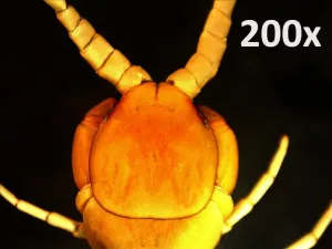 Микроскоп цифровой Celestron PRO, портативный, изображение 6