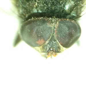 Микроскоп стереоскопический MAGUS Stereo A8, изображение 14